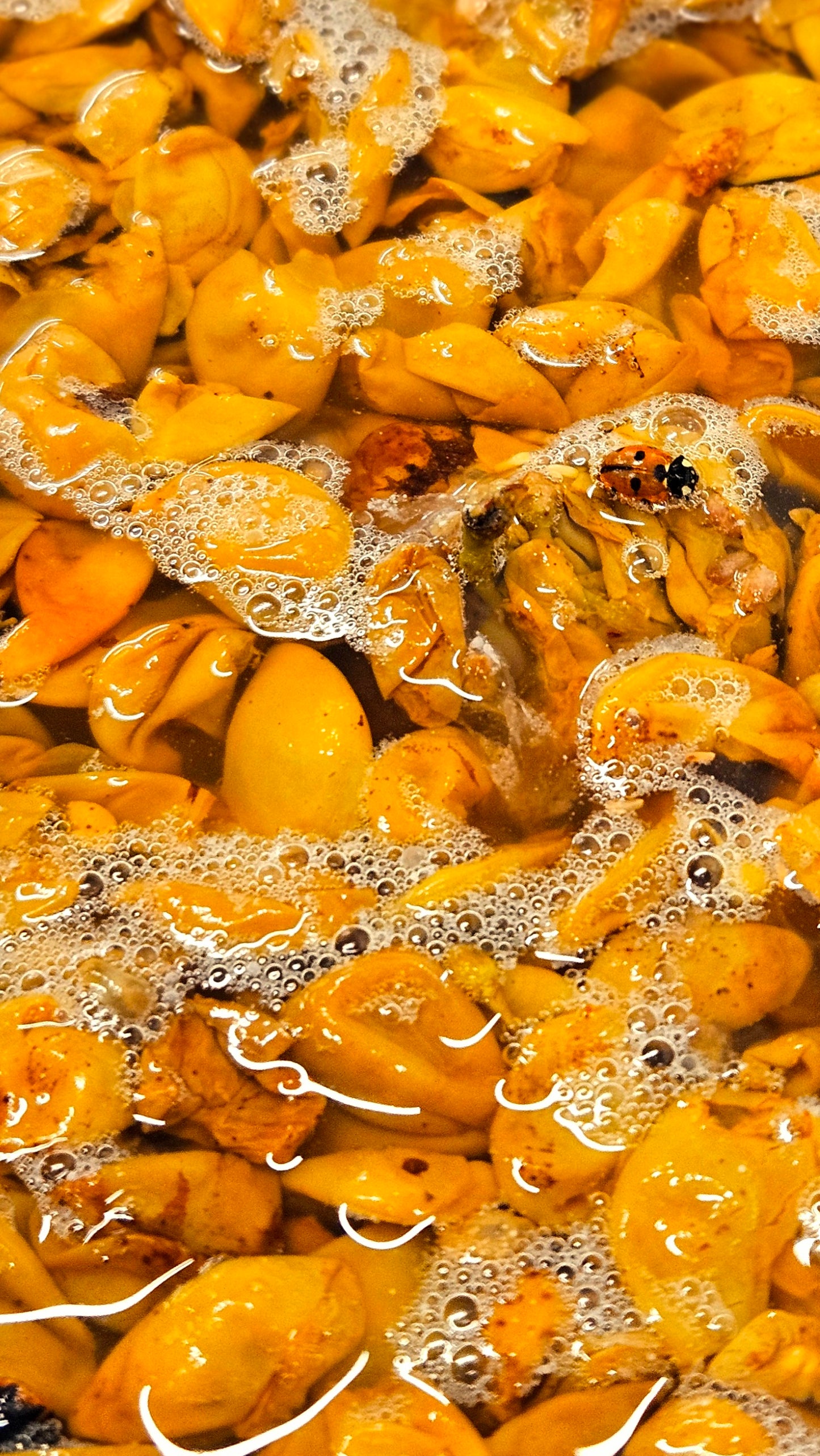 Vintage D Ferments T-shirt May '24